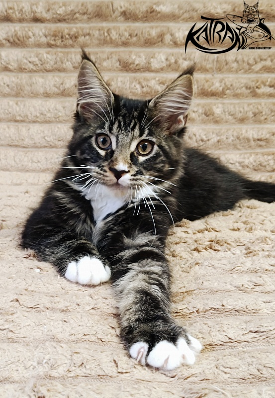 Katran Nick - Кошеня мейн-кун 3 місяця