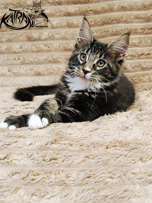 Katran Nick - Кошеня мейн-кун 3 місяця