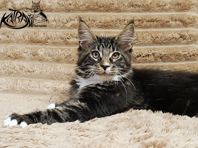 Katran Nick - Кошеня мейн-кун 3 місяця