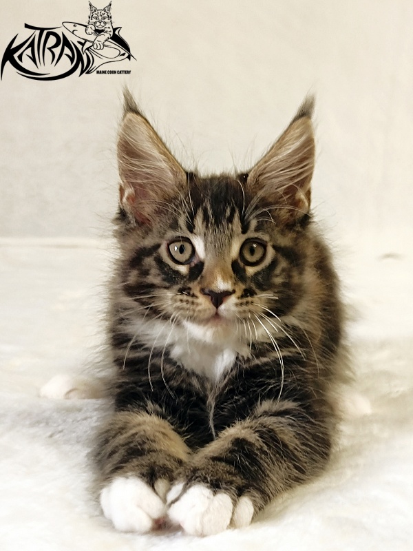 Katran Nick - Кошеня мейн-кун 2 місяця