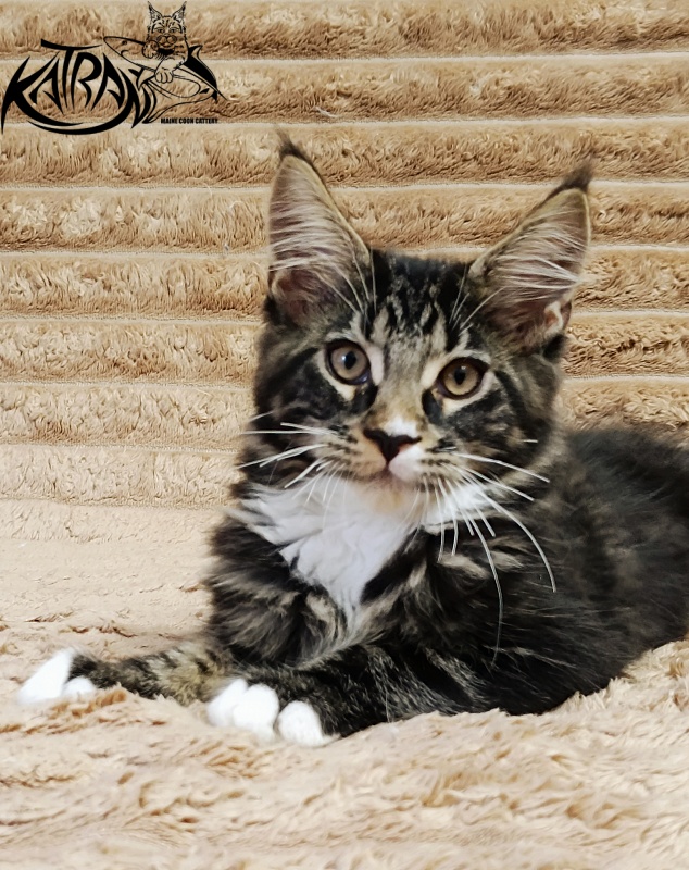 Katran Nick - Кошеня мейн-кун 3 місяця