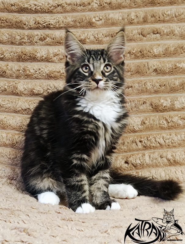 Katran Nick - Кошеня мейн-кун 3 місяця