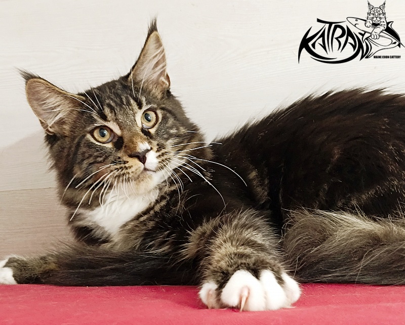 Katran Nick - Кошеня мейн-кун 4 місяця