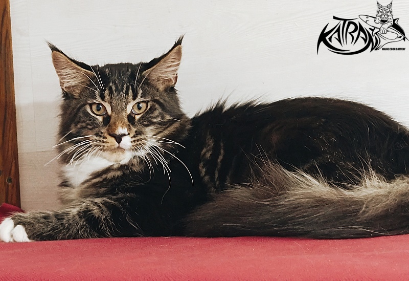 Katran Nick - Кошеня мейн-кун 4 місяця