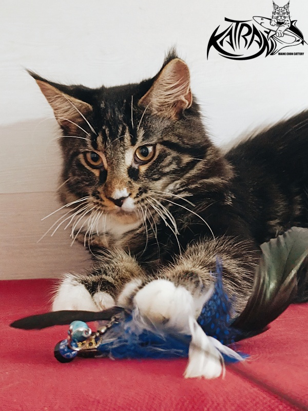 Katran Nick - Кошеня мейн-кун 4 місяця