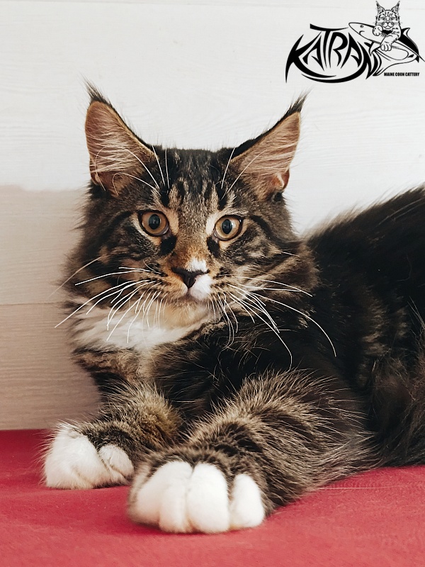 Katran Nick - Кошеня мейн-кун 4 місяця