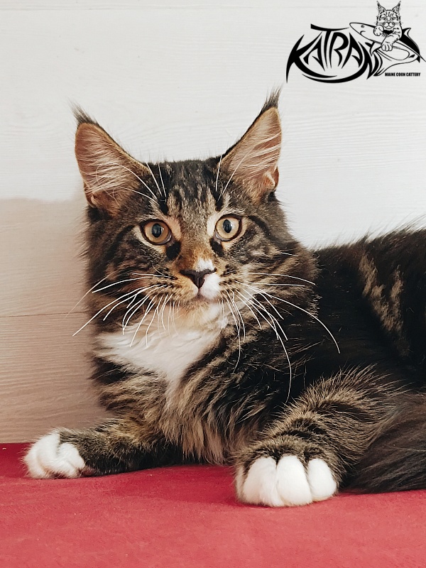 Katran Nick - Кошеня мейн-кун 4 місяця