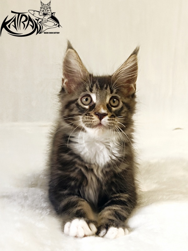 Katran Nick - Кошеня мейн-кун 2 місяця