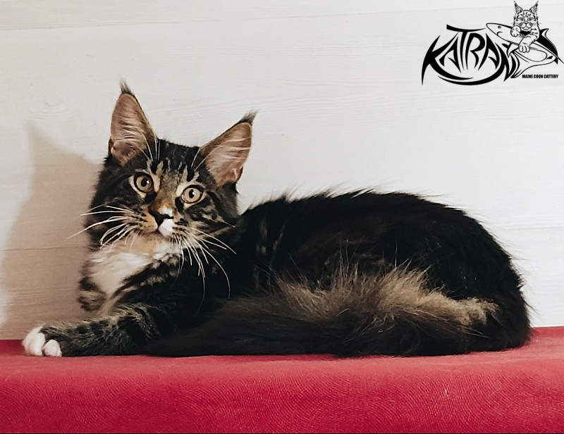 Katran Nick - Кошеня мейн-кун 4 місяця