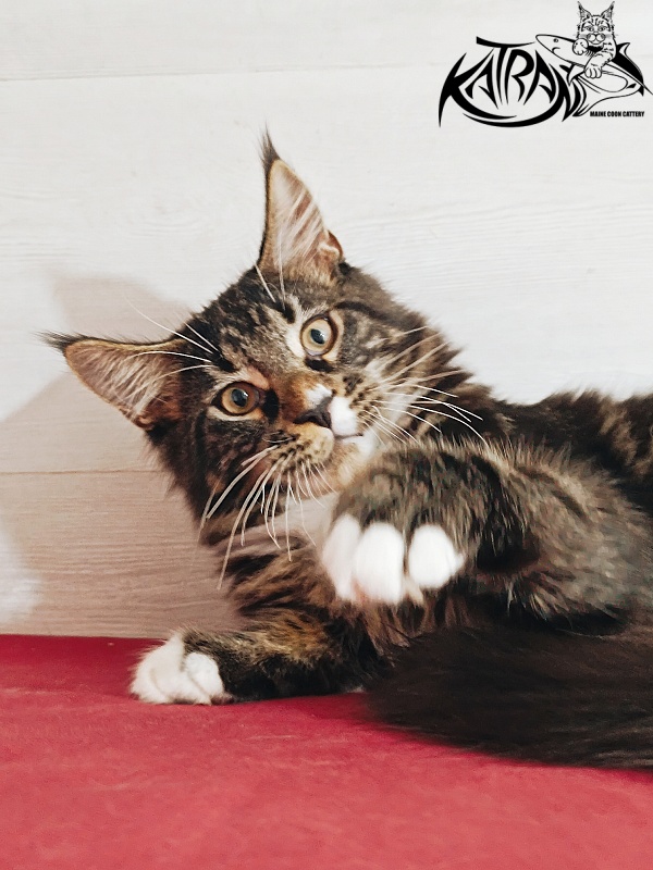 Katran Nick - Кошеня мейн-кун 4 місяця