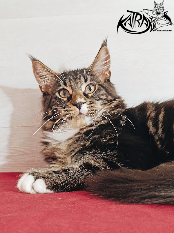 Katran Nick - Кошеня мейн-кун 4 місяця