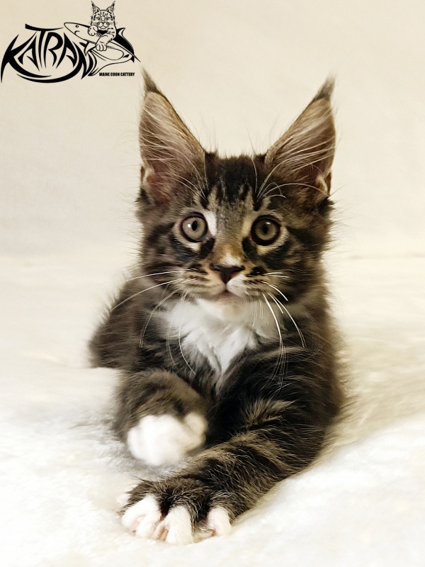 Katran Nick - Кошеня мейн-кун 2 місяця