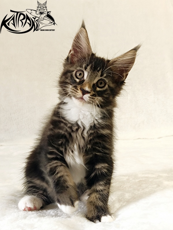Katran Nick - Кошеня мейн-кун 2 місяця