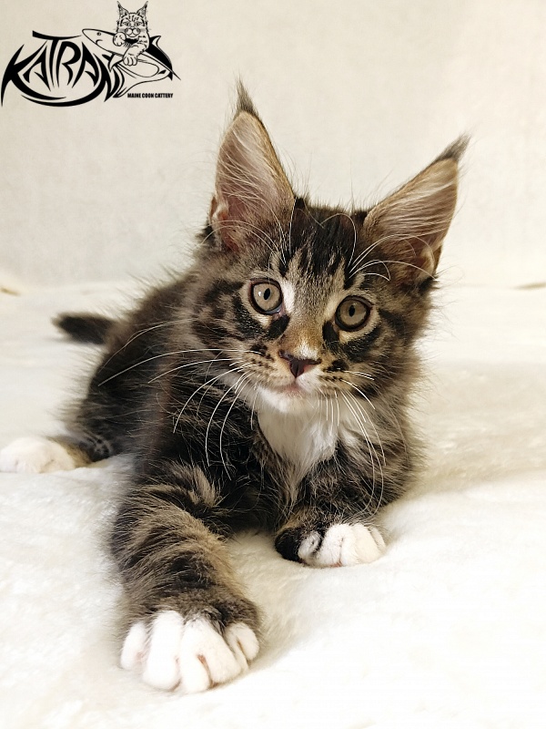 Katran Nick - Кошеня мейн-кун 2 місяця