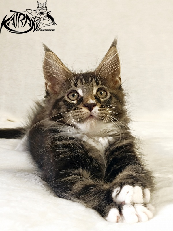 Katran Nick - Кошеня мейн-кун 2 місяця