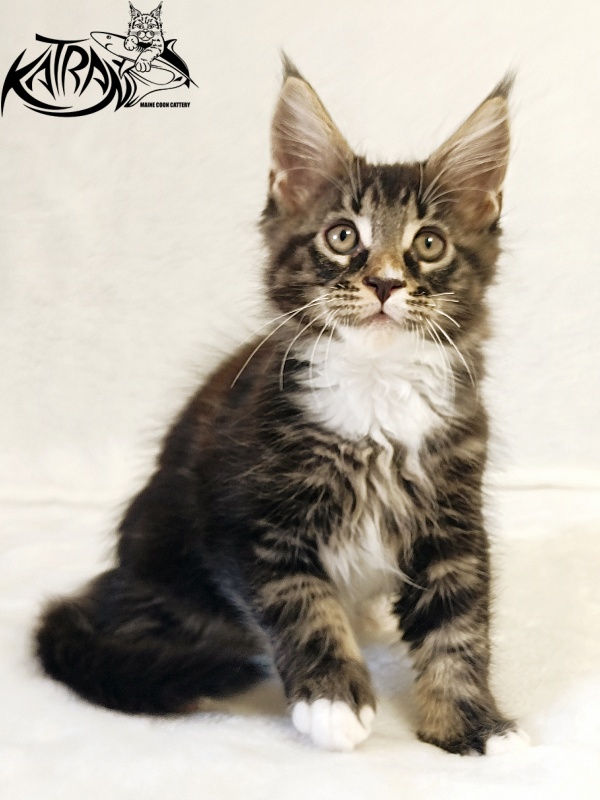 Katran Nick - Кошеня мейн-кун 2 місяця