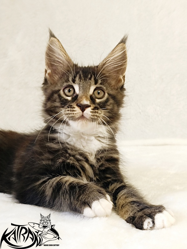 Katran Nick - Кошеня мейн-кун 2 місяця