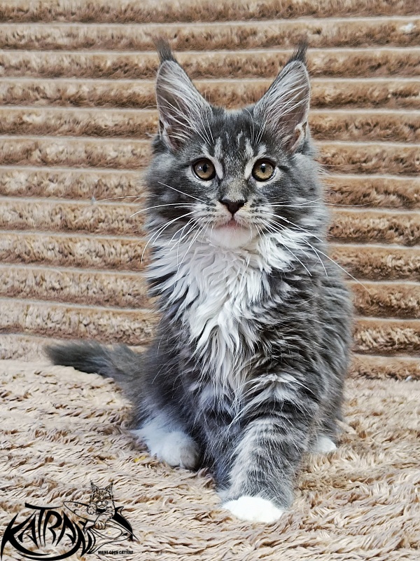 Katran Nora - Kitten maine-coon 3 months