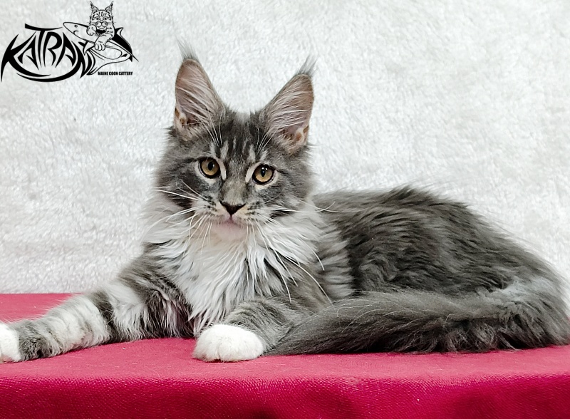 Katran Nora - Kitten maine-coon 4 months