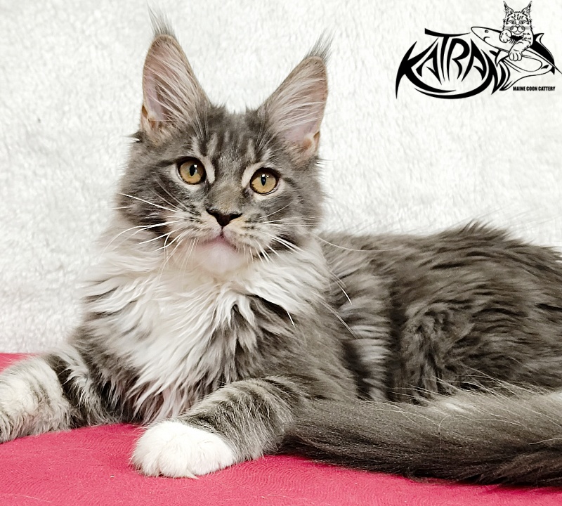 Katran Nora - Kitten maine-coon 4 months