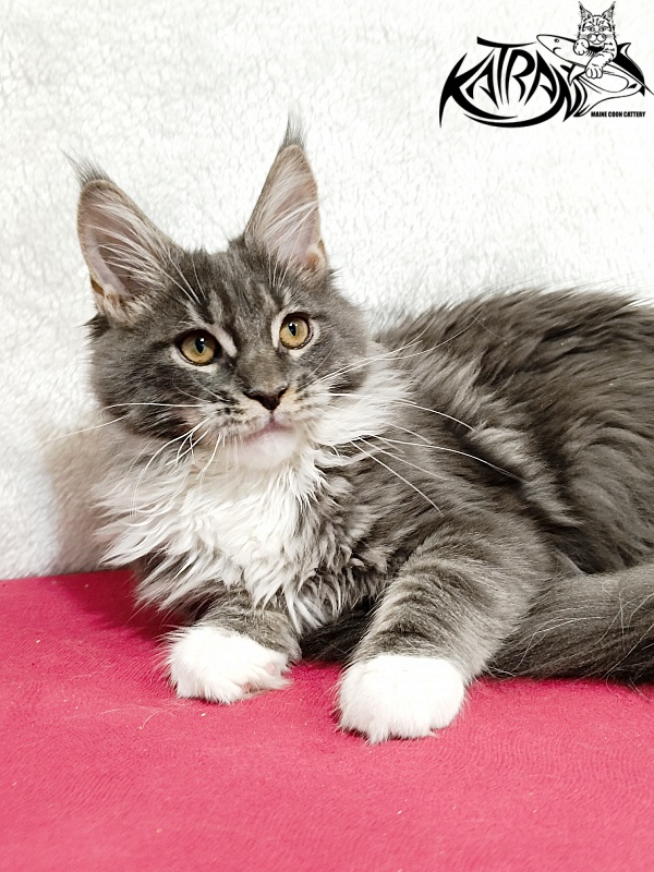 Katran Nora - Kitten maine-coon 4 months