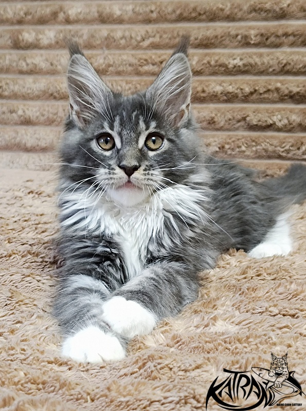 Katran Nora - Kitten maine-coon 3 months