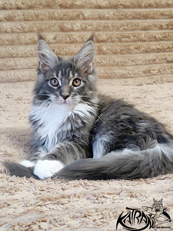 Katran Nora - Kitten maine-coon 3 months