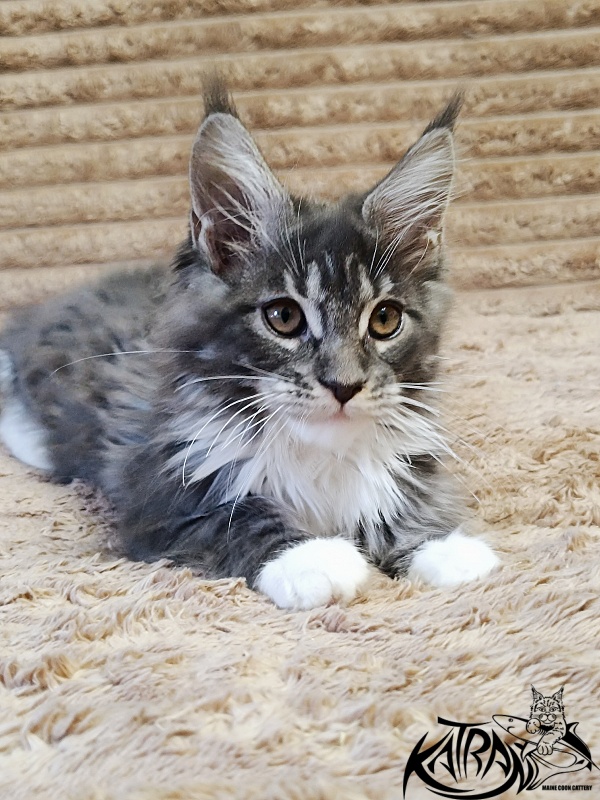 Katran Nora - Kitten maine-coon 3 months