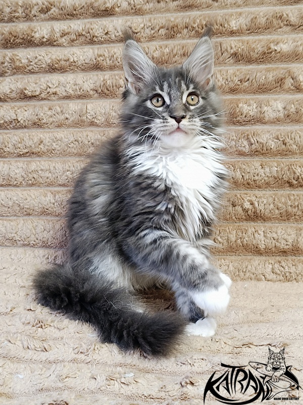 Katran Nora - Kitten maine-coon 3 months
