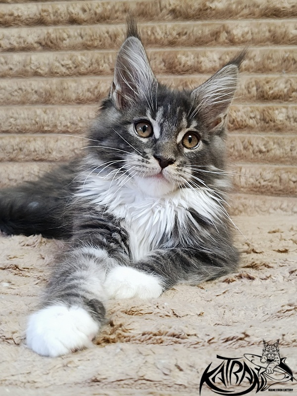 Katran Nora - Kitten maine-coon 3 months