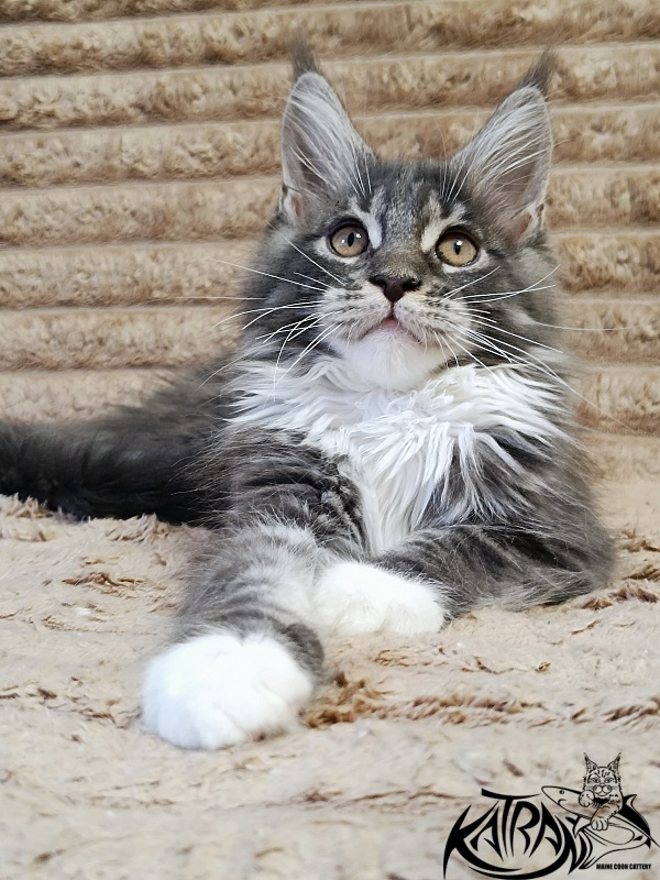 Katran Nora - Kitten maine-coon 3 months