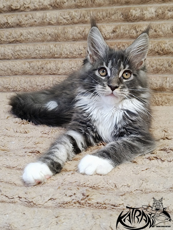 Katran Nora - Kitten maine-coon 3 months