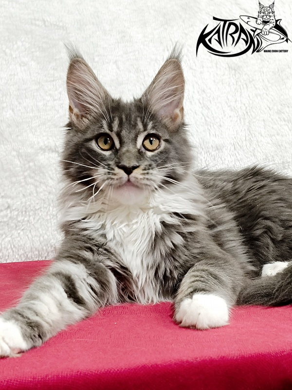 Katran Nora - Kitten maine-coon 4 months