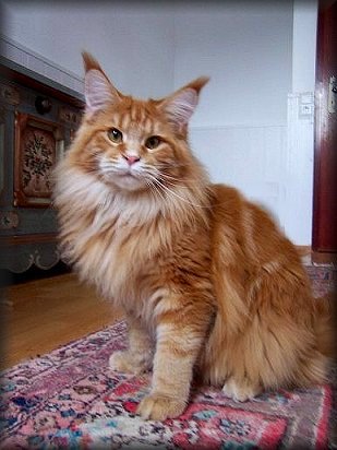 Pillowtalk's Marascino - мейн-кун