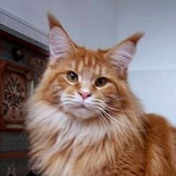 Pillowtalk's Marascino