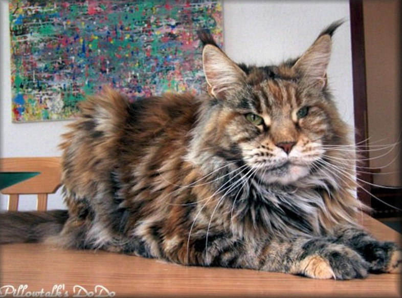 Pillowtalk's Dodo - мейн-кун