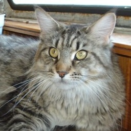 American Beauty Krasnyi Dar