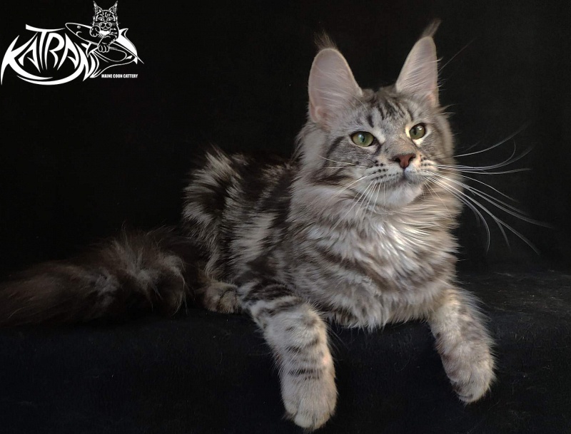 Wella Chavdar's Pride - Junior maine-coon 8 months