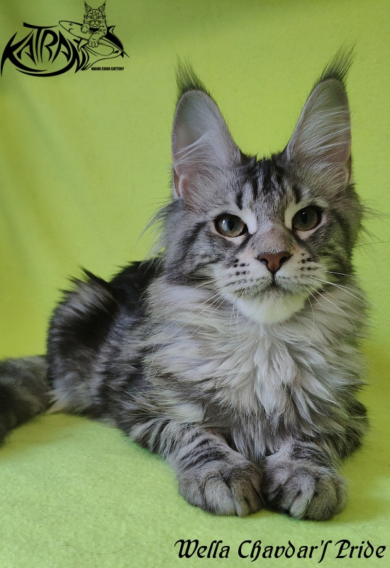 Wella Chavdar's Pride - Kitten maine-coon 5 months 3 weeks
