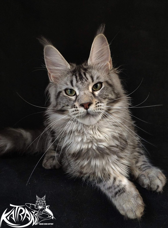 Wella Chavdar's Pride - Junior maine-coon 8 months