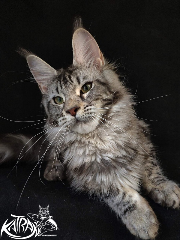 Wella Chavdar's Pride - Junior maine-coon 8 months