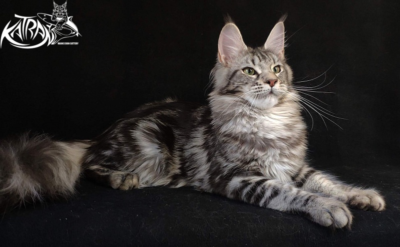 Wella Chavdar's Pride - Junior maine-coon 8 months