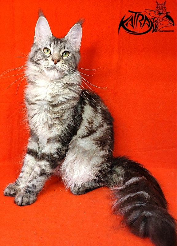 Wella Chavdar's Pride - Adult maine-coon 10 months