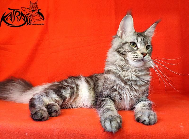 Wella Chavdar's Pride - Adult maine-coon 10 months