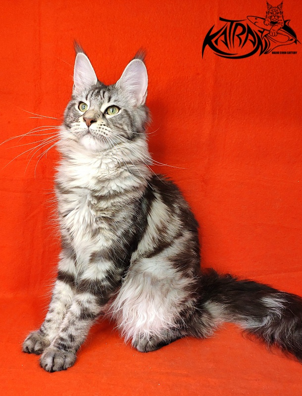 Wella Chavdar's Pride - Adult maine-coon 10 months