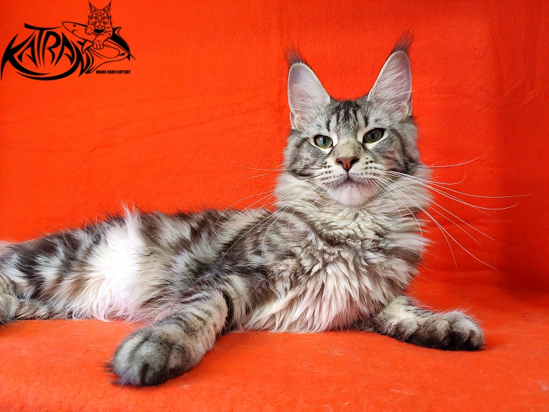 Wella Chavdar's Pride - Adult maine-coon 10 months