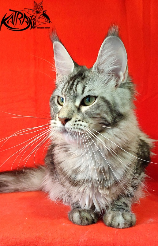 Wella Chavdar's Pride - Adult maine-coon 10 months