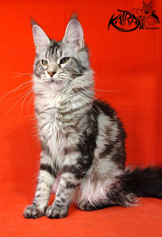 Wella Chavdar's Pride - Adult maine-coon 10 months