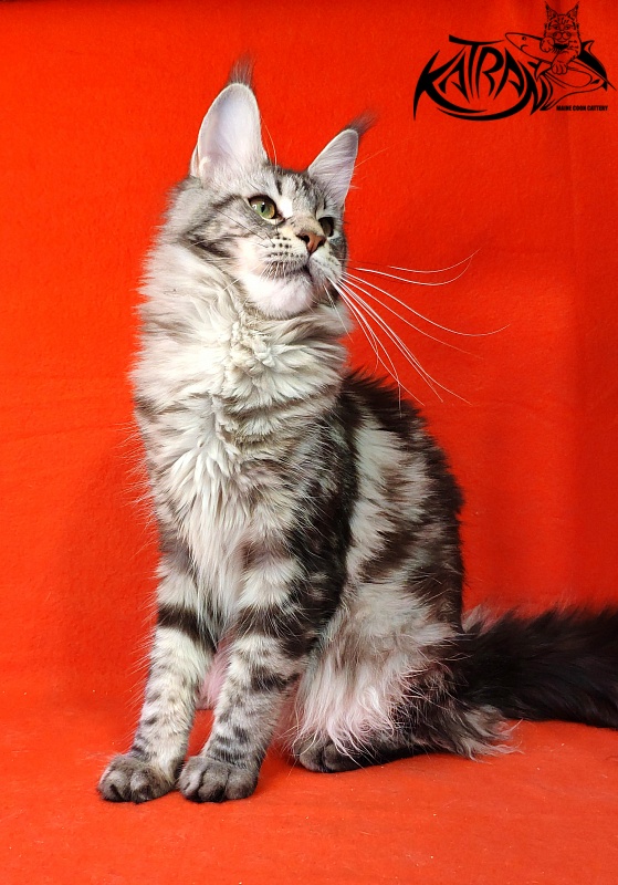 Wella Chavdar's Pride - Adult maine-coon 10 months
