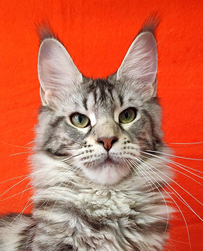 Wella Chavdar's Pride - Adult maine-coon 10 months